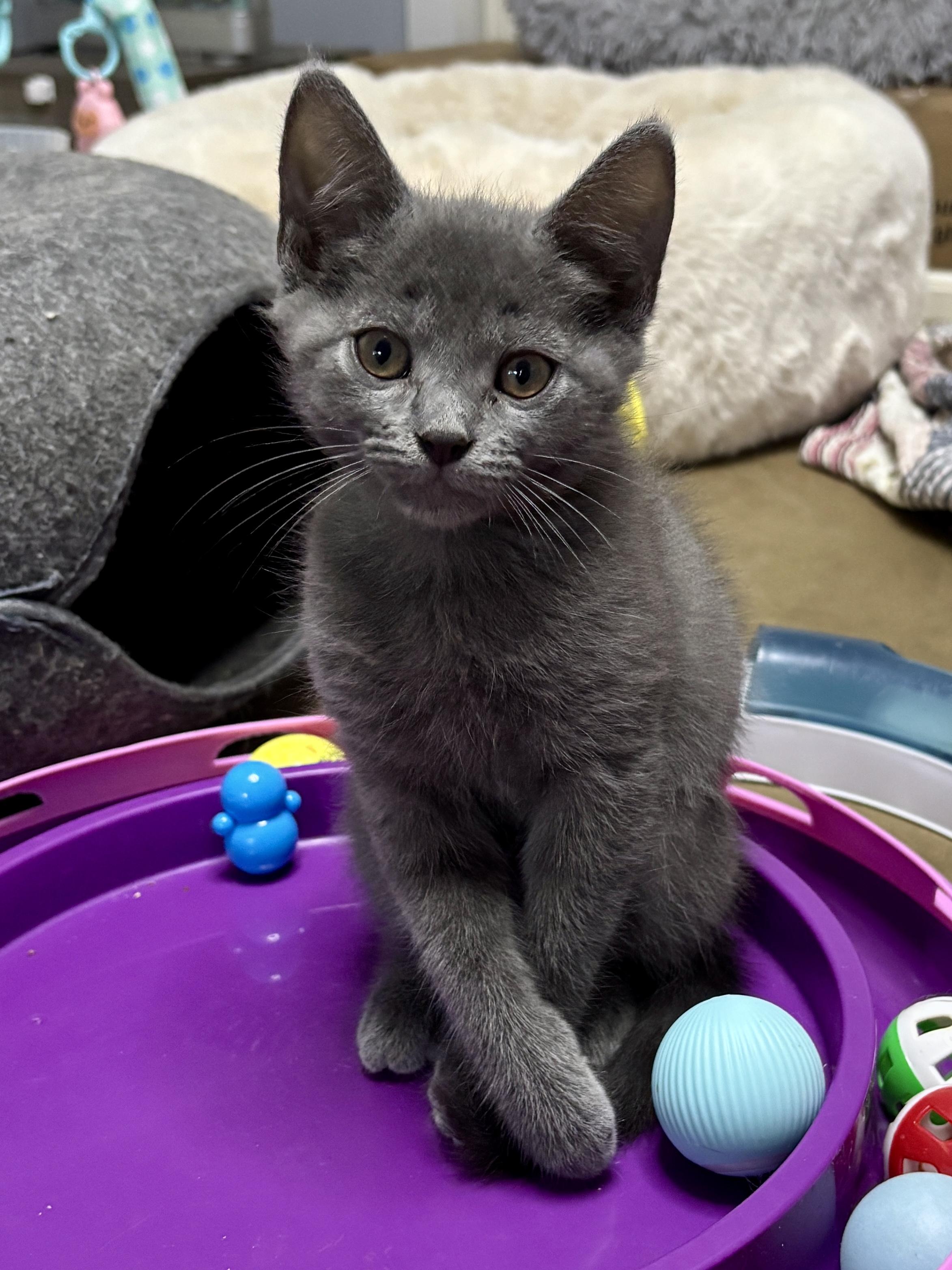 London, a ADOPTABLE mixed breed in Vineyard Haven, MA image 5/6