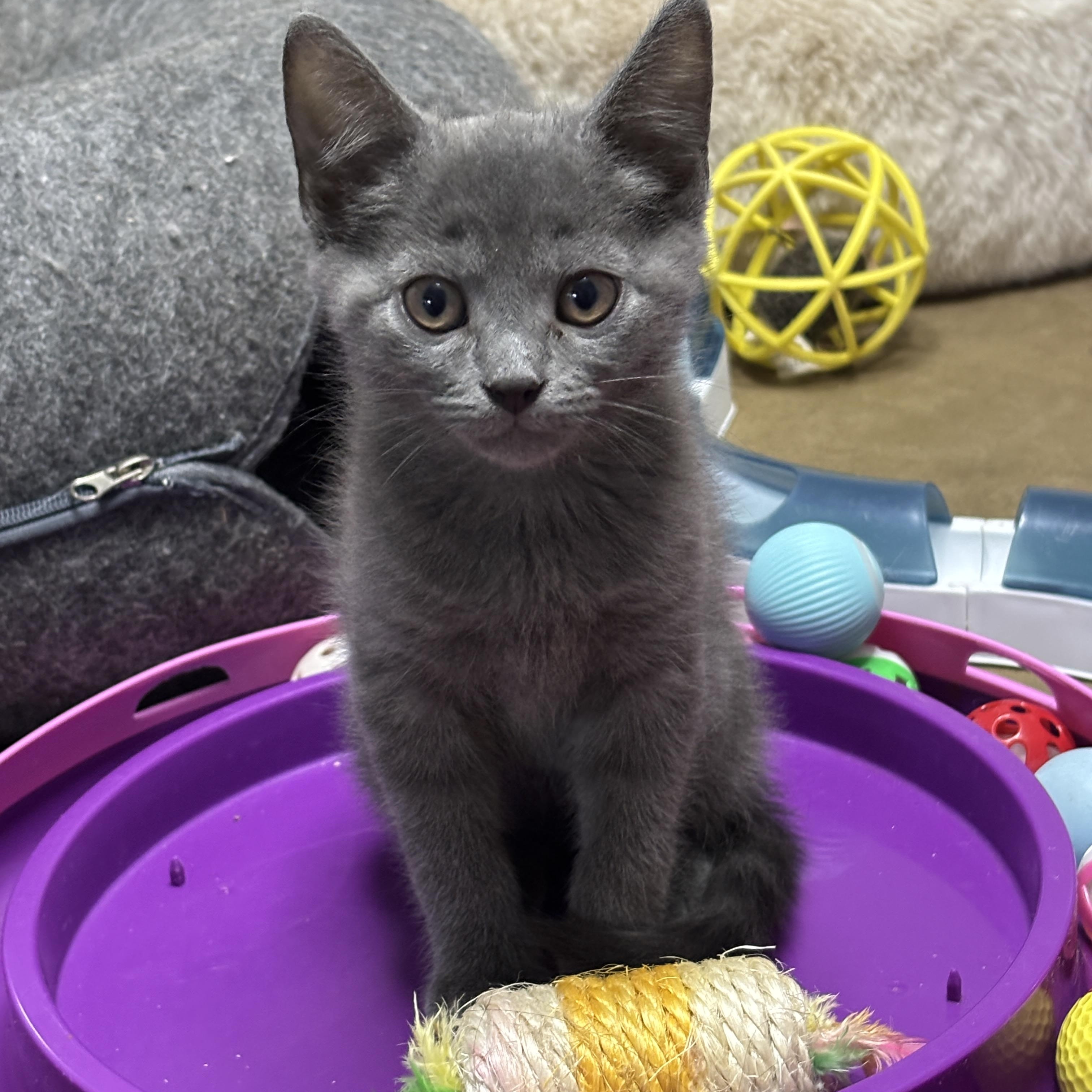 London, a ADOPTABLE mixed breed in Vineyard Haven, MA image 6/6