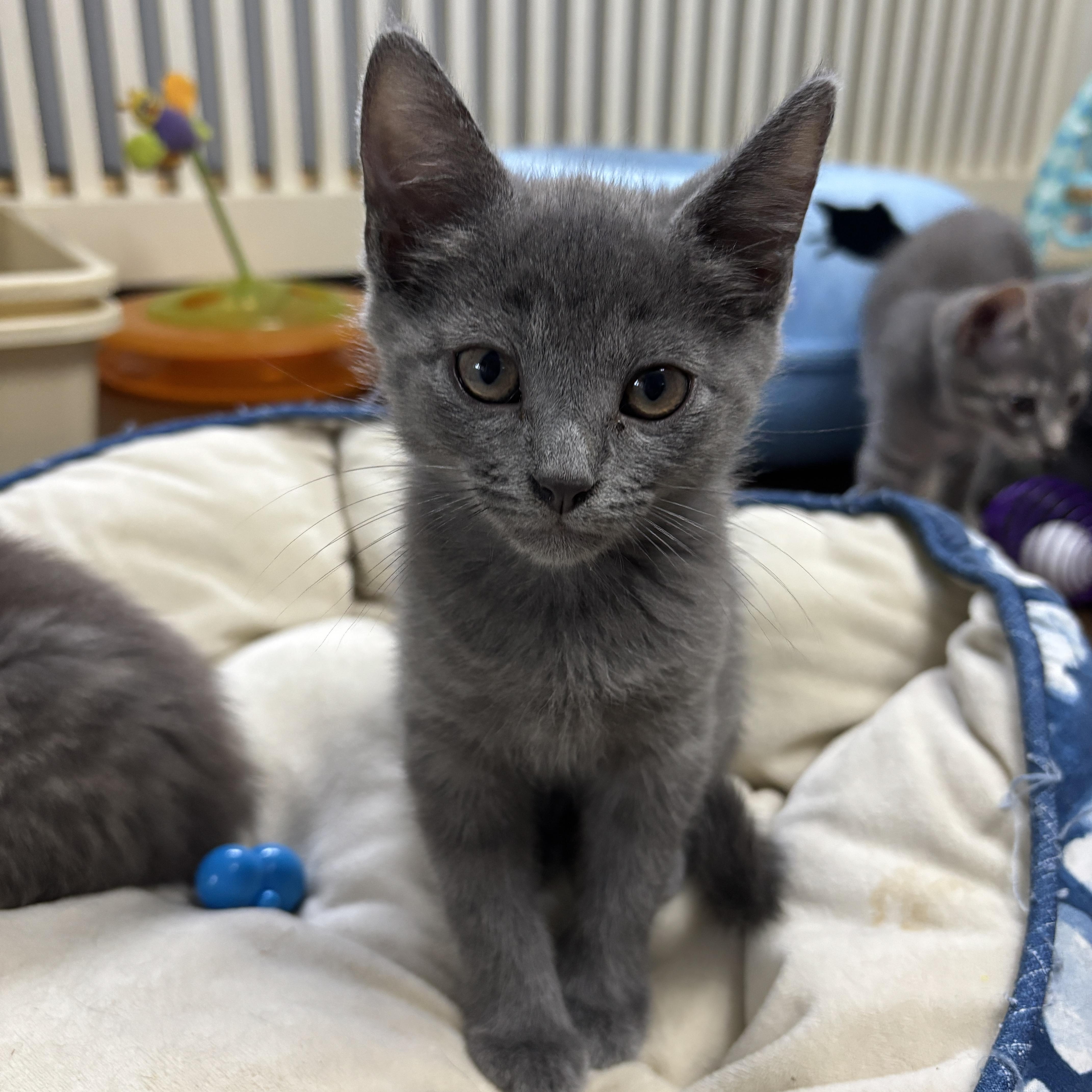 London, a ADOPTABLE mixed breed in Vineyard Haven, MA image 3/6