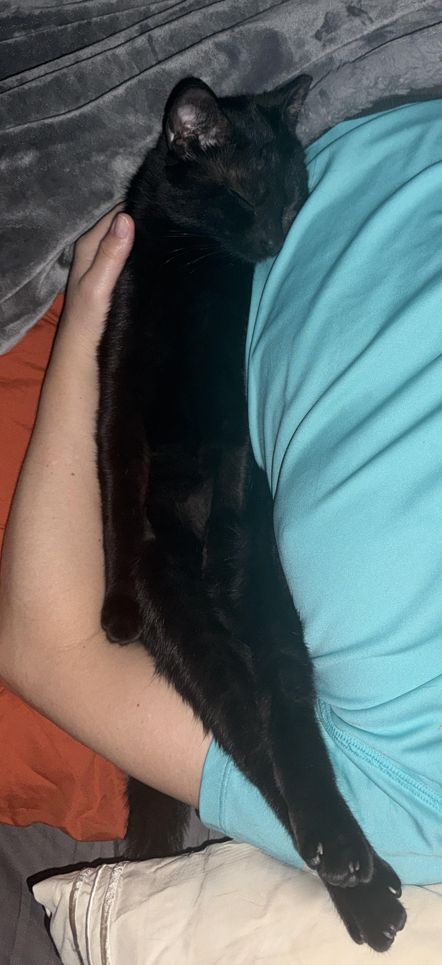 Enlarge Magic (Belly Rub PURRince), a Adoptable mixed breed in Houston, TX image 6/6