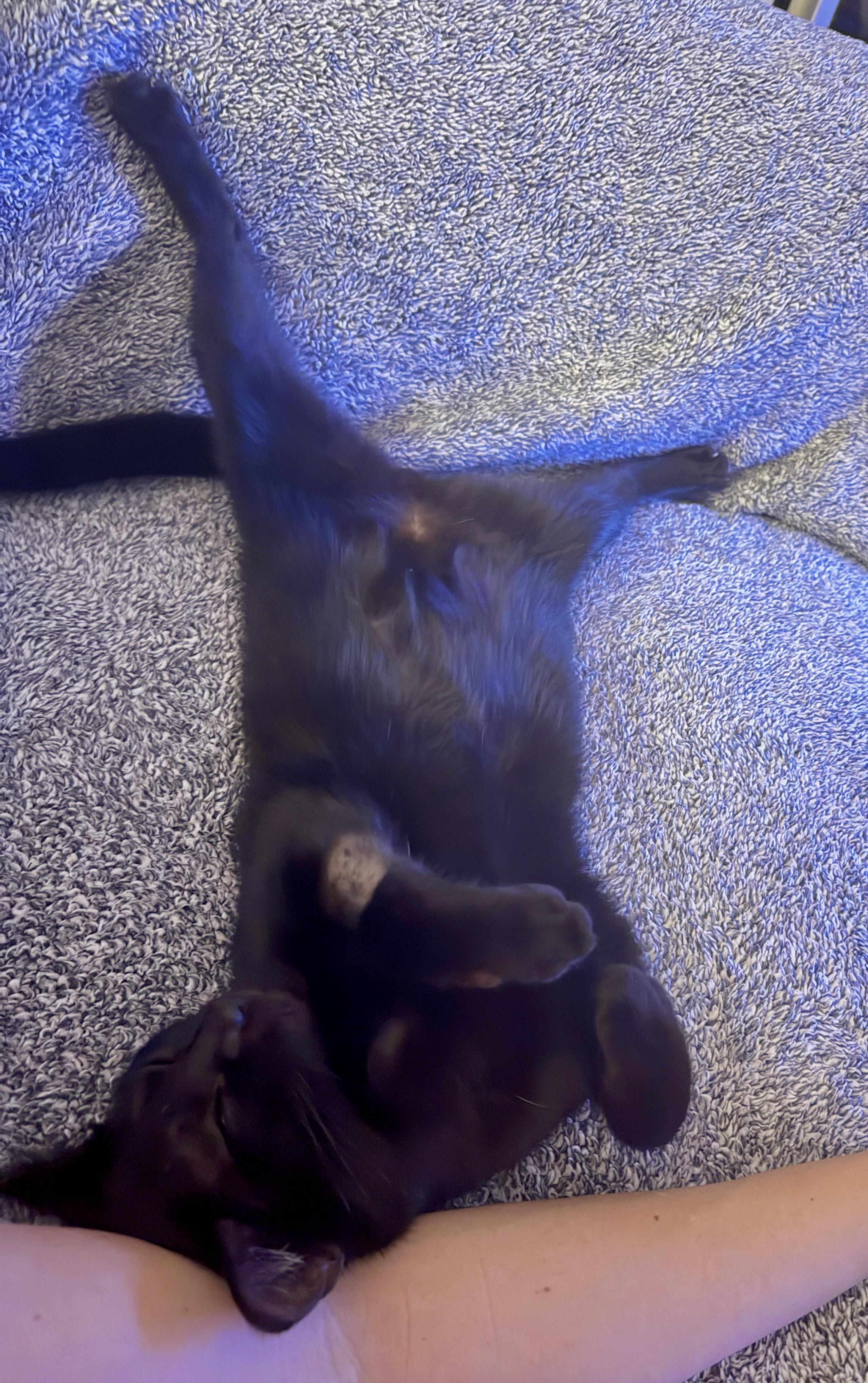 Enlarge Magic (Belly Rub PURRince), a Adoptable mixed breed in Houston, TX image 4/6