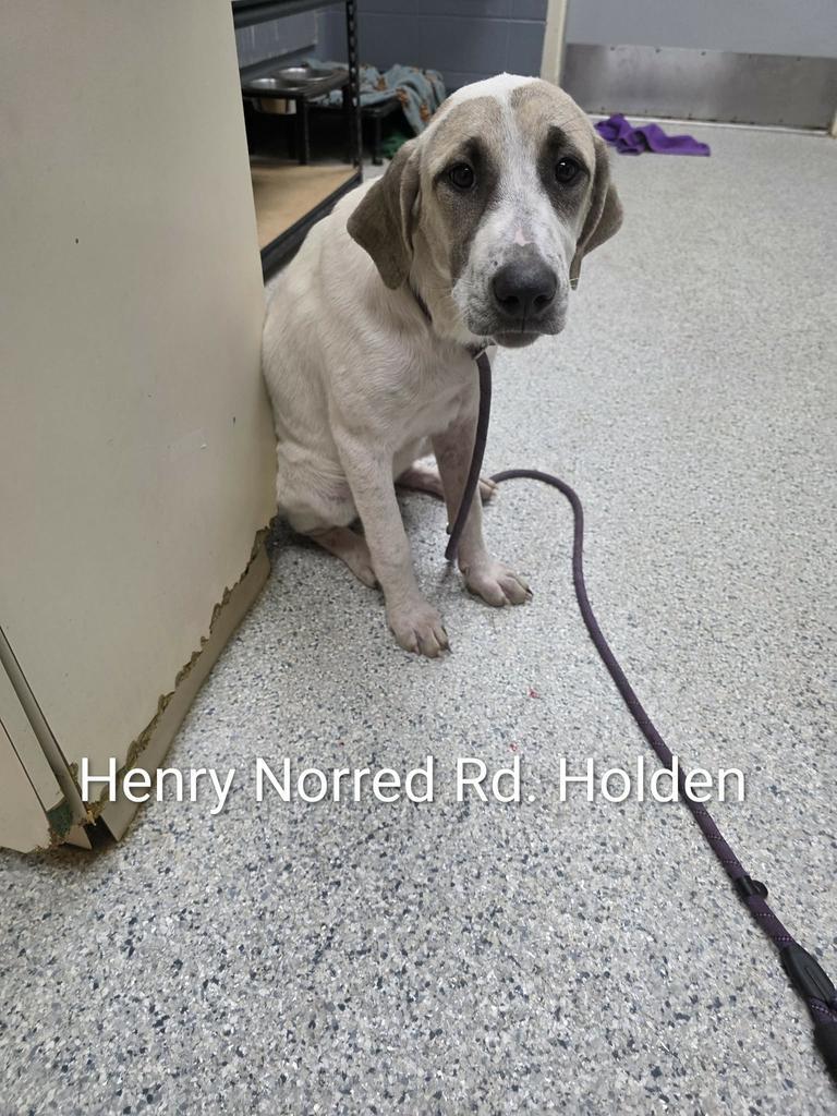 Enlarge Paisley, a Adoptable mixed breed in Livingston, LA image 1/1