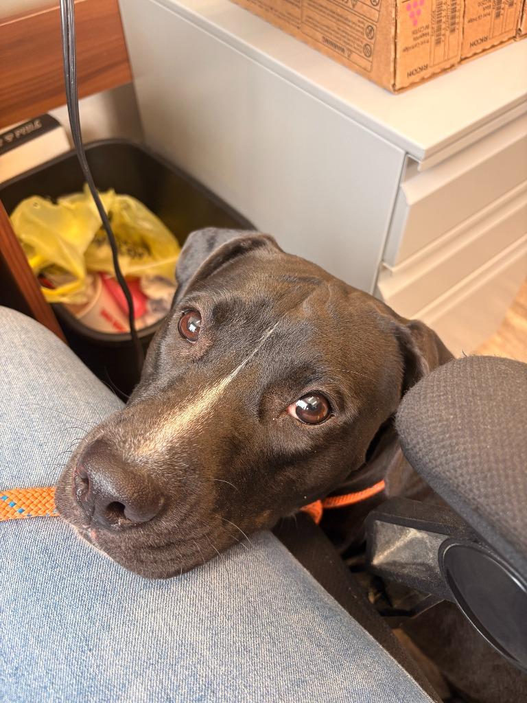 Ducky, Adoptable, Puppy Female Boxer & Mixed Breed.