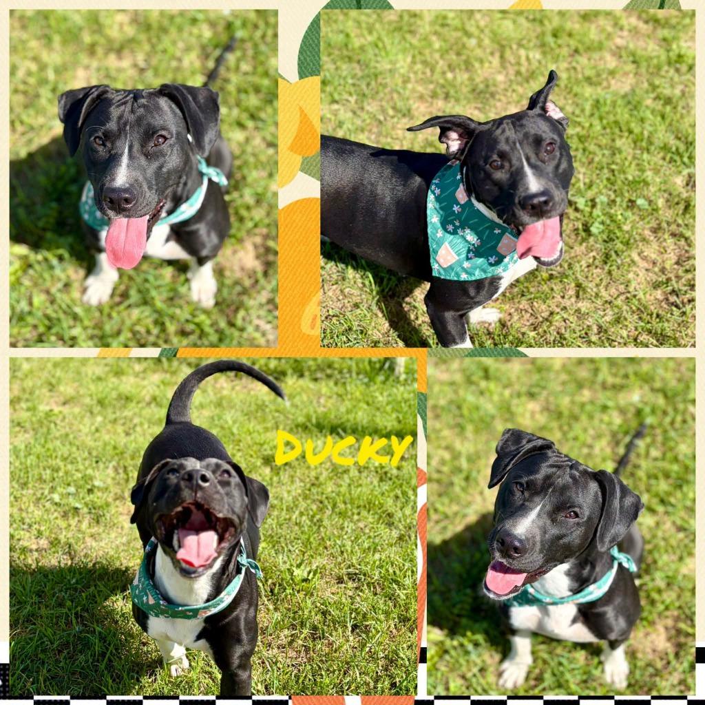 Ducky, Adoptable, Puppy Female Boxer & Mixed Breed.