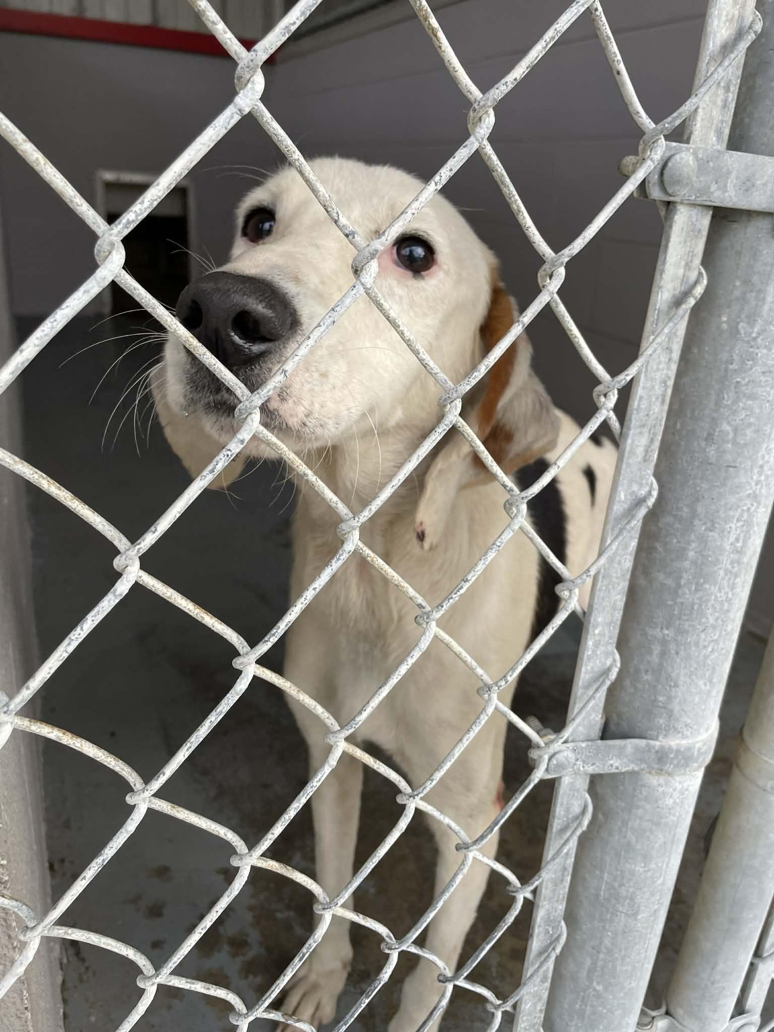 Albert, ADOPTABLE, Young Male Hound.