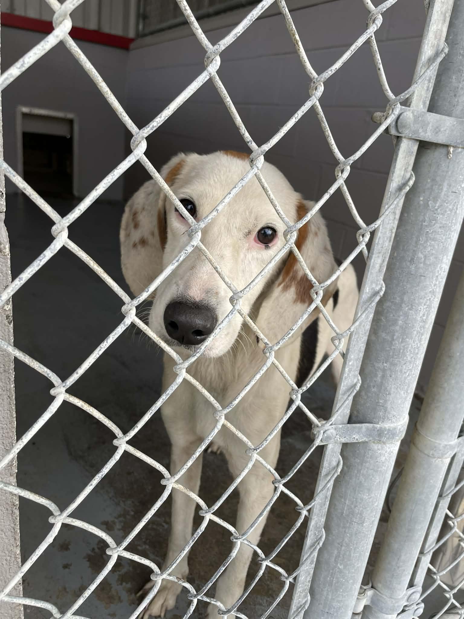 Enlarge Albert, a ADOPTABLE Hound in Bishopville, SC image 1/1