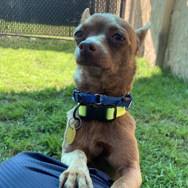 Tootsie, a Adoptable mixed breed in Dublin, CA image 1/3