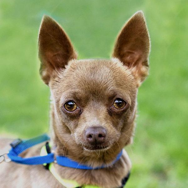 Tootsie, a Adoptable mixed breed in Dublin, CA image 2/3