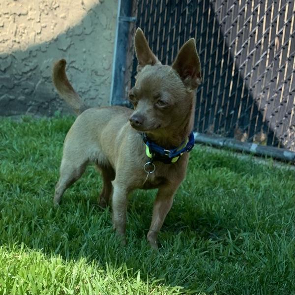 Tootsie, a Adoptable mixed breed in Dublin, CA image 3/3