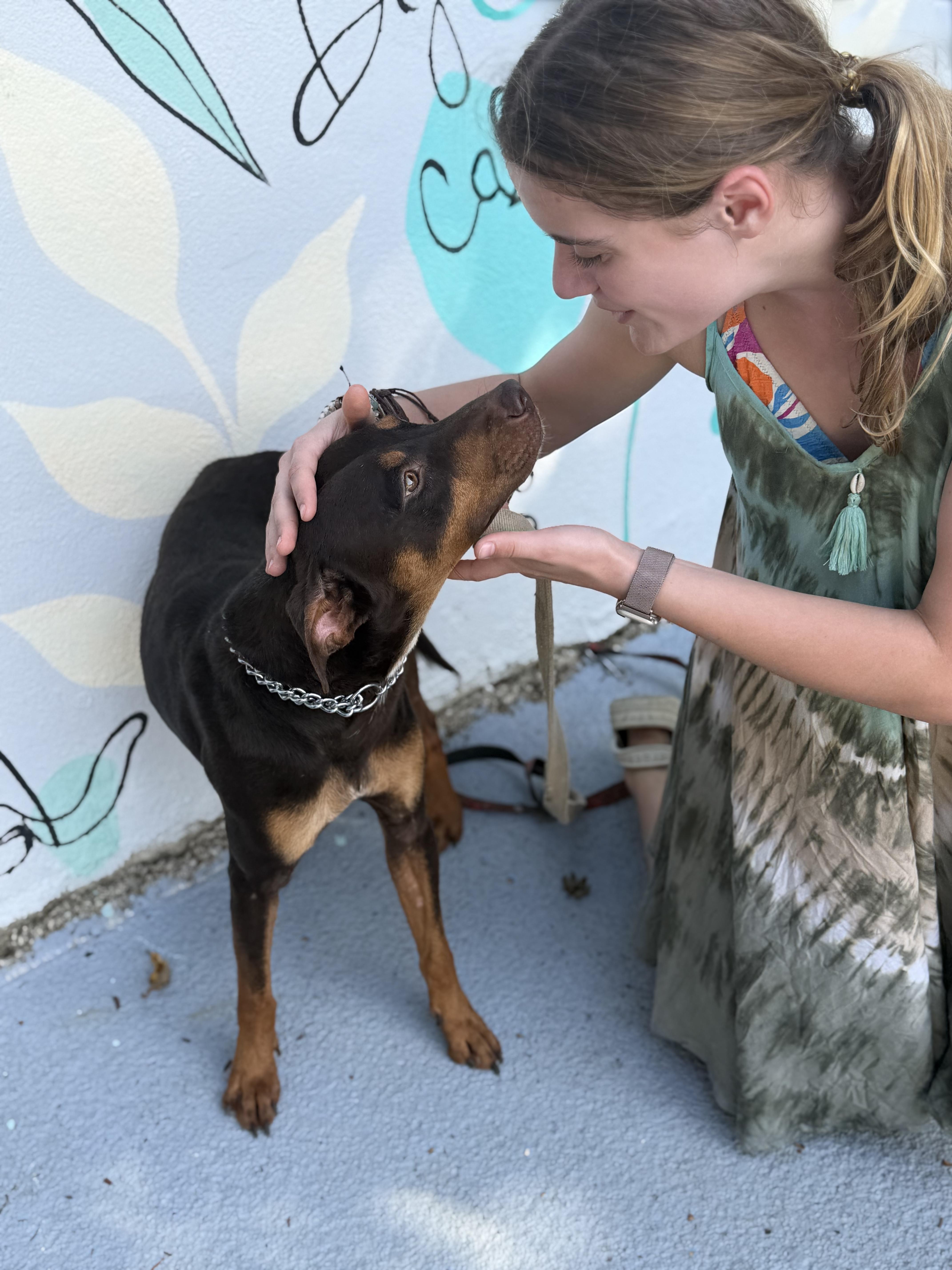 Enlarge Romeo, a ADOPTABLE mixed breed in Ridgefield, CT image 3/6