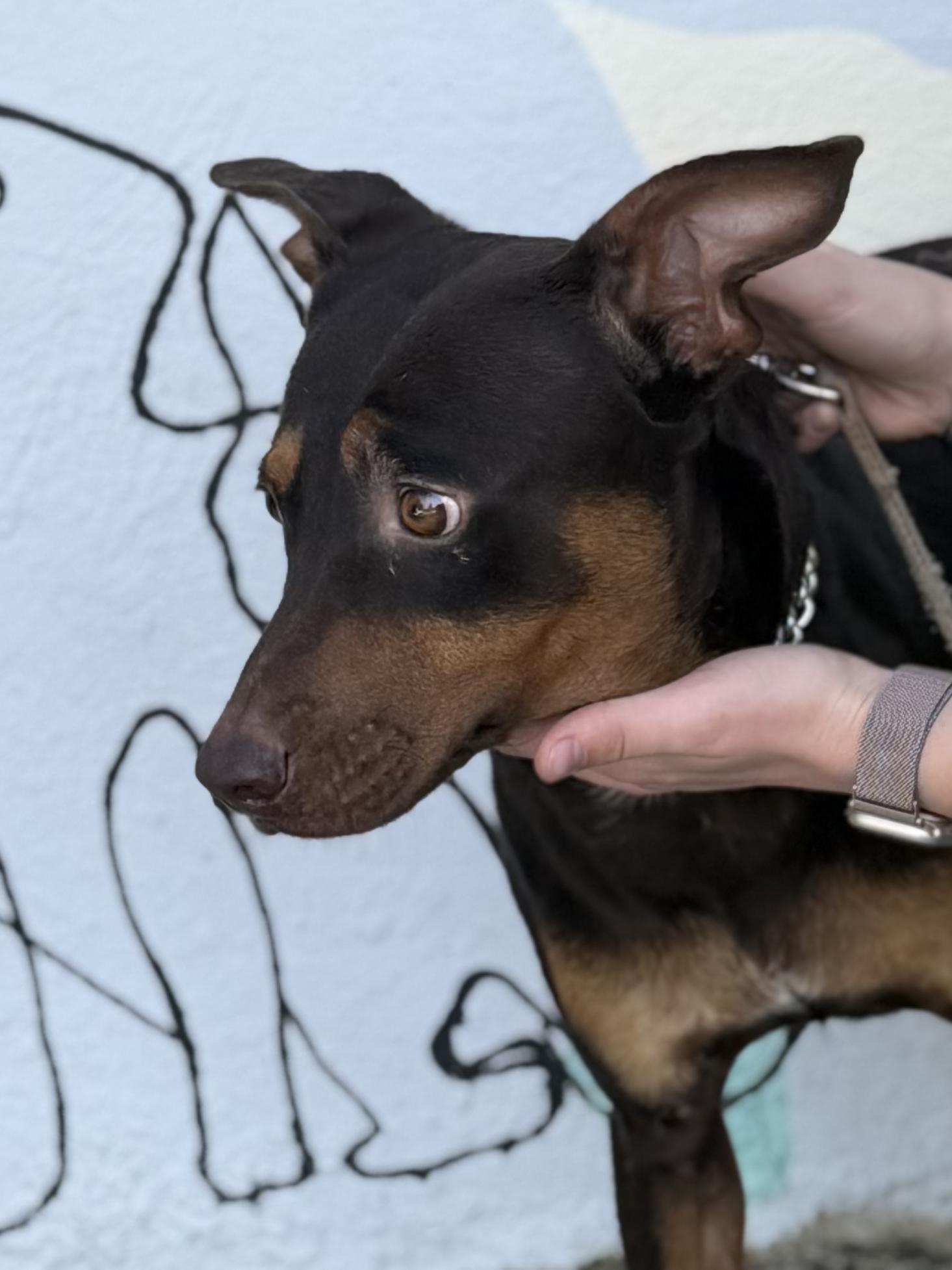 Enlarge Romeo, a ADOPTABLE mixed breed in Ridgefield, CT image 5/6