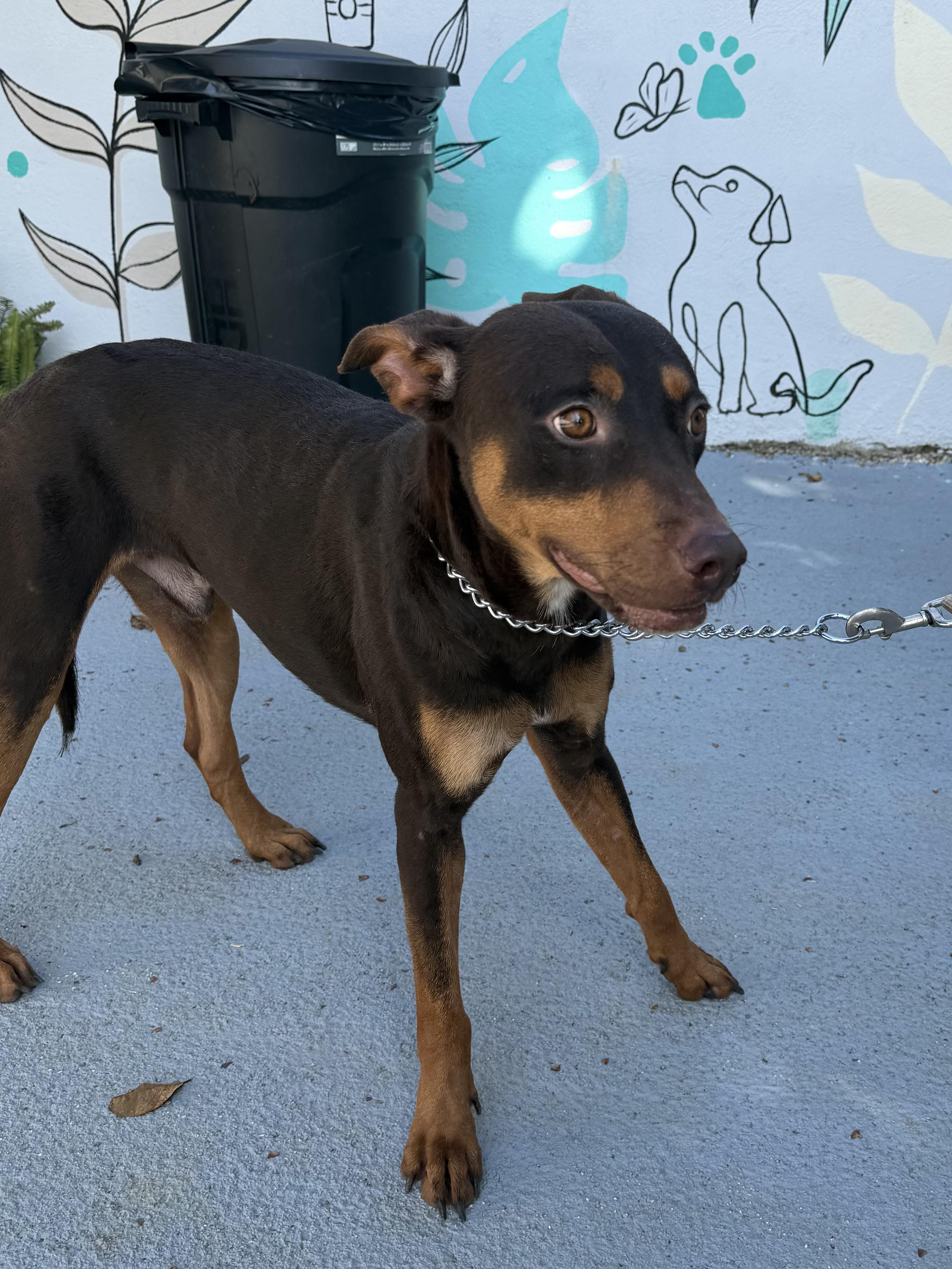 Enlarge Romeo, a ADOPTABLE mixed breed in Ridgefield, CT image 6/6