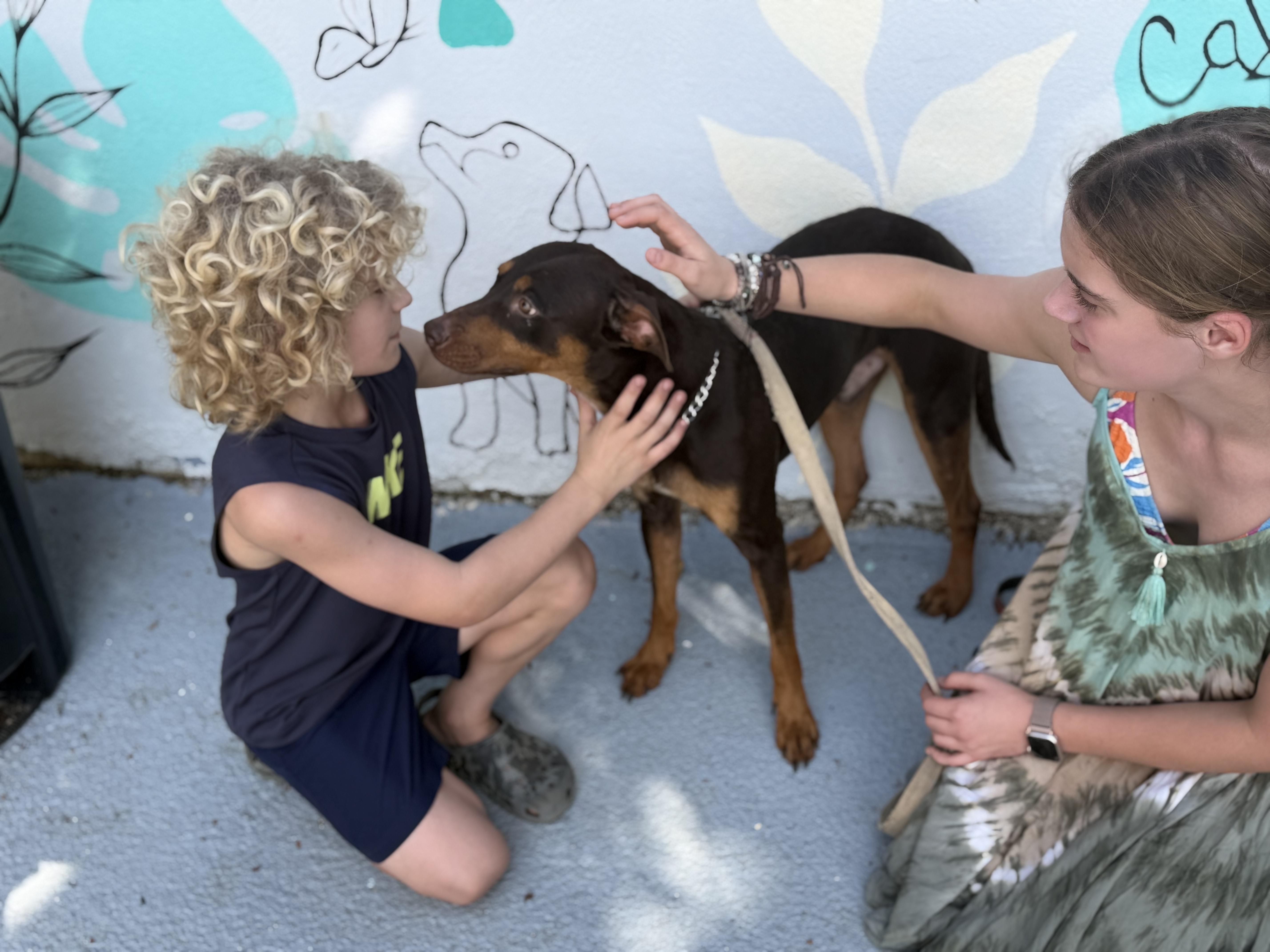 Enlarge Romeo, a ADOPTABLE mixed breed in Ridgefield, CT image 4/6