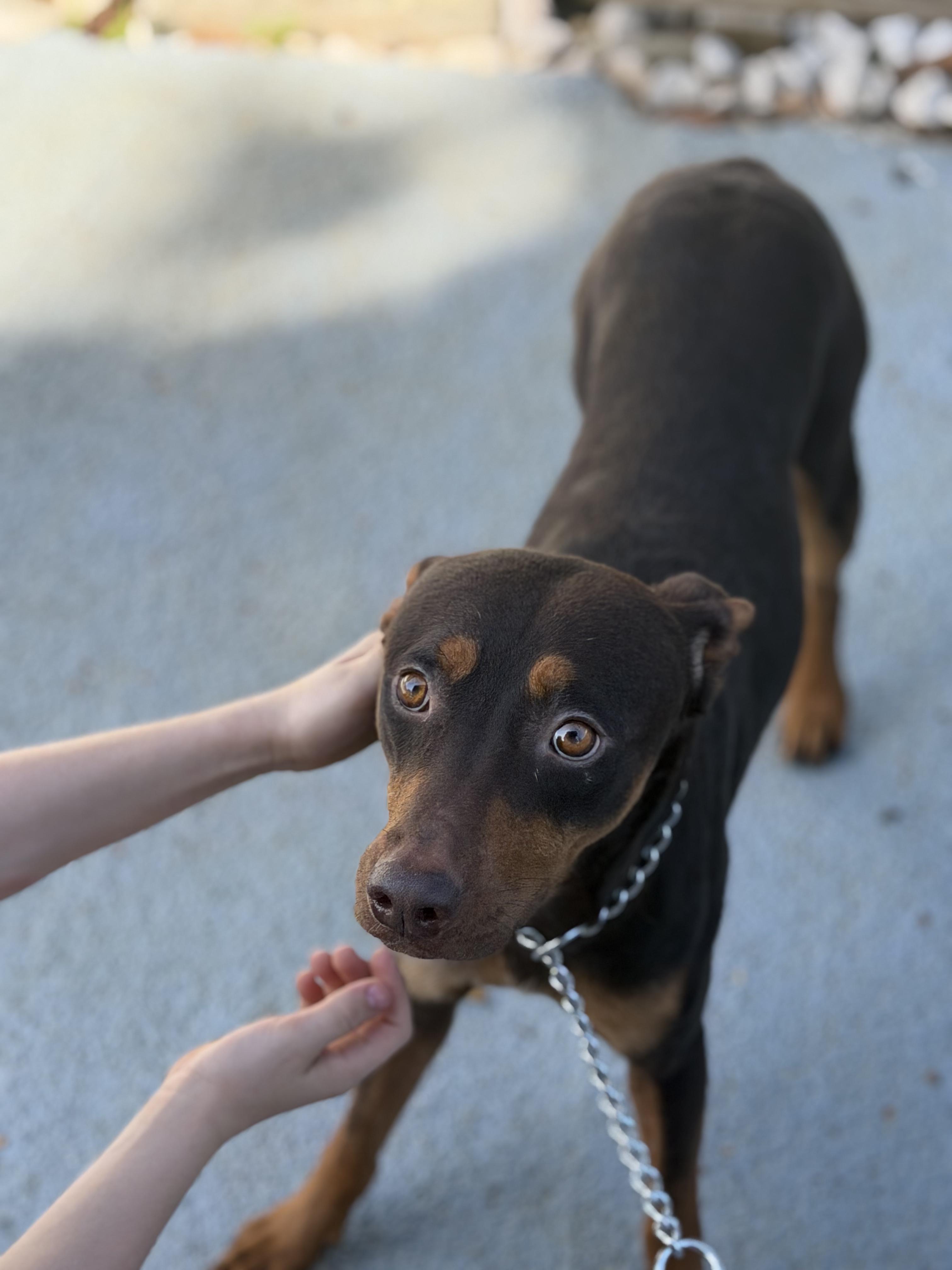 Enlarge Romeo, a ADOPTABLE mixed breed in Ridgefield, CT image 2/6