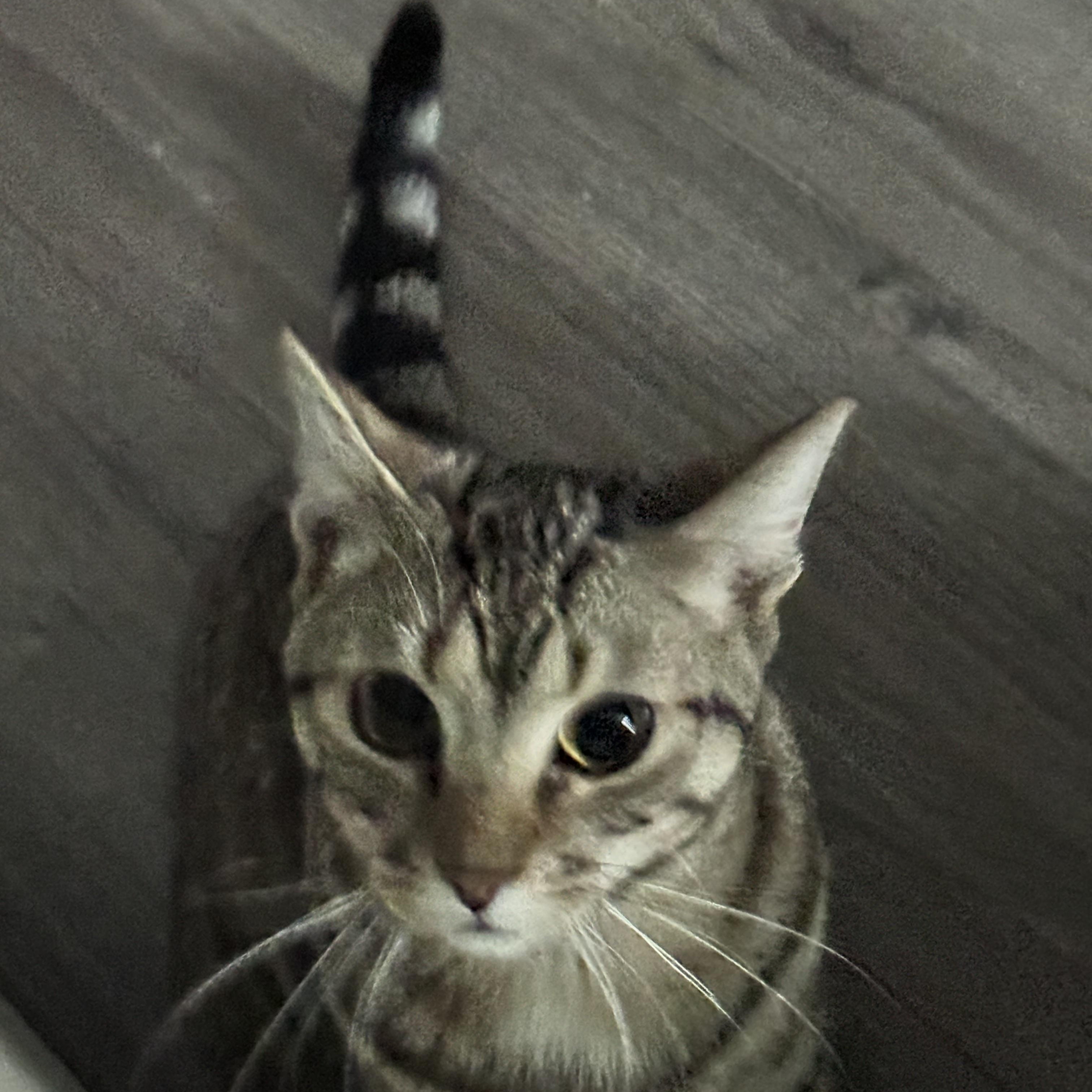 Joey (Tabby/Friends Litter) , a Adoptable Domestic Short Hair in Turnersville, NJ image 3/3