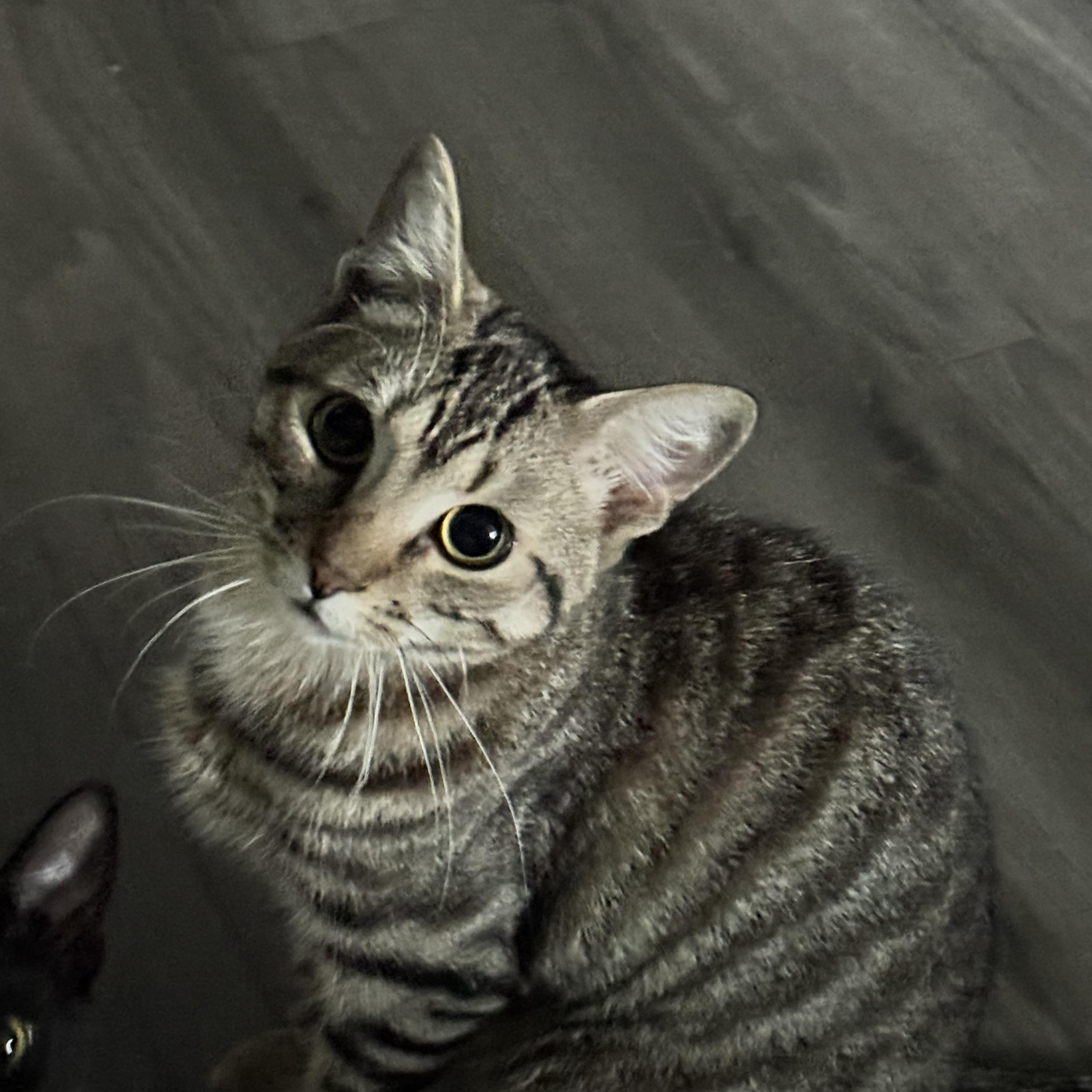 Joey (Tabby/Friends Litter) , Adoptable, Kitten Male Domestic Short Hair.