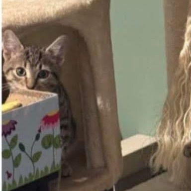 Enlarge Joey (Tabby/Friends Litter) , a Adoptable Domestic Short Hair in Turnersville, NJ image 1/1