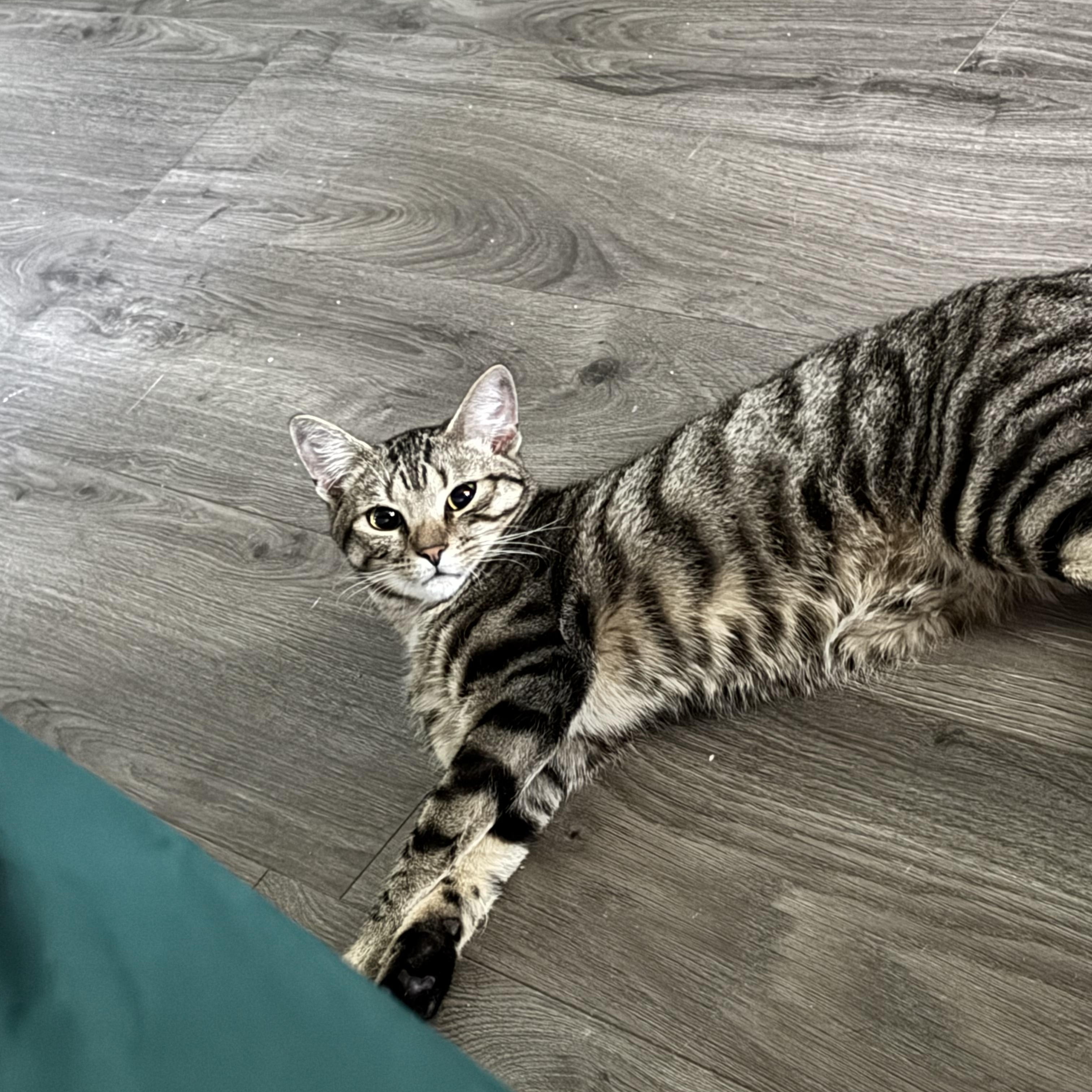 Joey (Tabby/Friends Litter) , a Adoptable Domestic Short Hair in Turnersville, NJ image 2/3