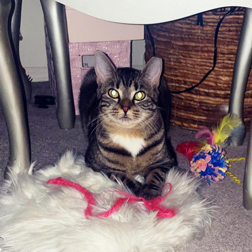 Enlarge Sky (bonded to Shadow), a ADOPTABLE Domestic Short Hair in Piscataway, NJ image 3/4