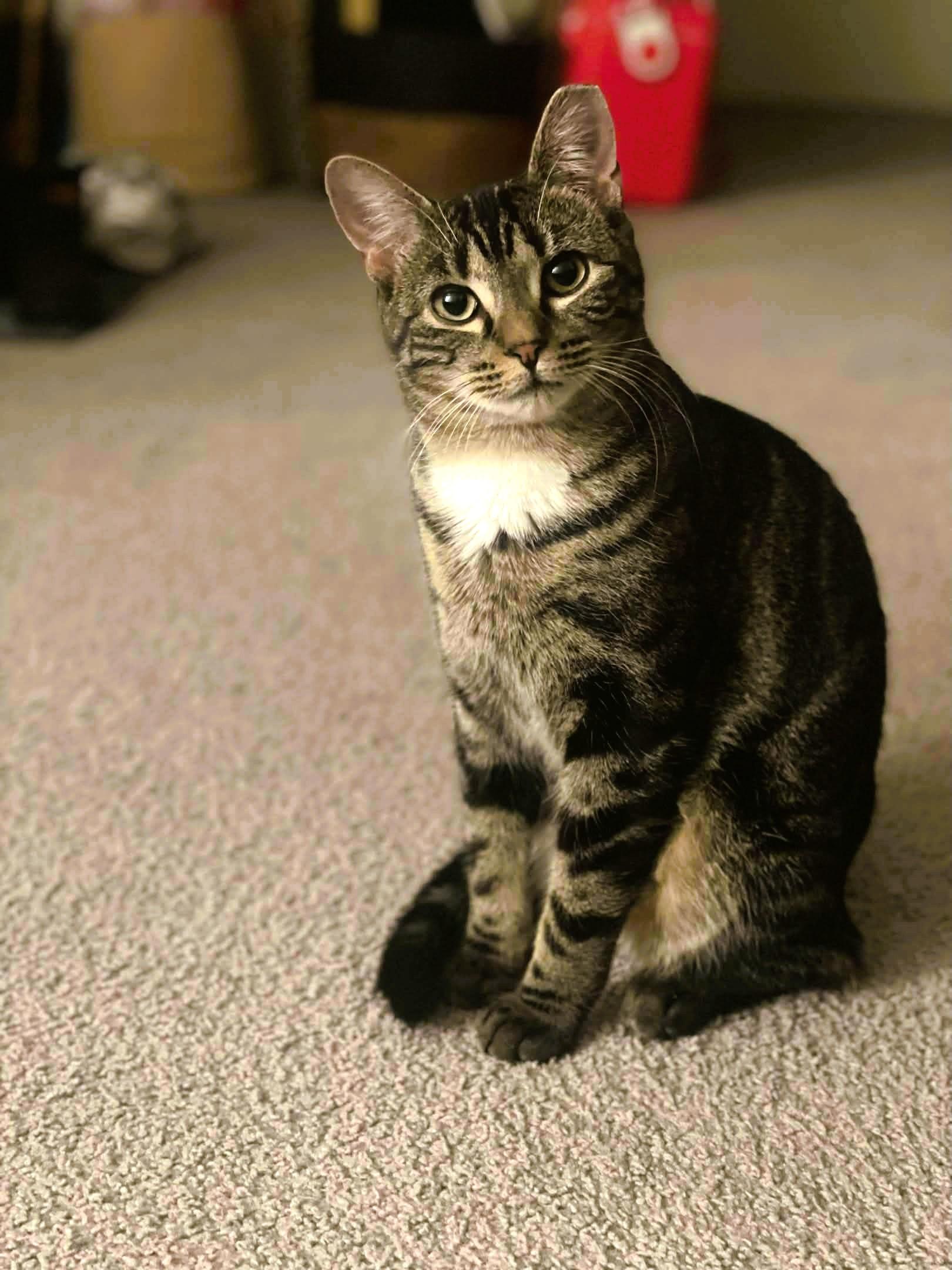 Sky (bonded to Shadow), ADOPTABLE, Young Female Domestic Short Hair.