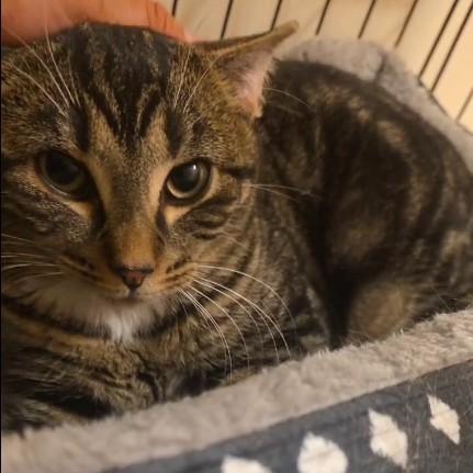 Enlarge Sky (bonded to Shadow), a ADOPTABLE Domestic Short Hair in Piscataway, NJ image 2/4