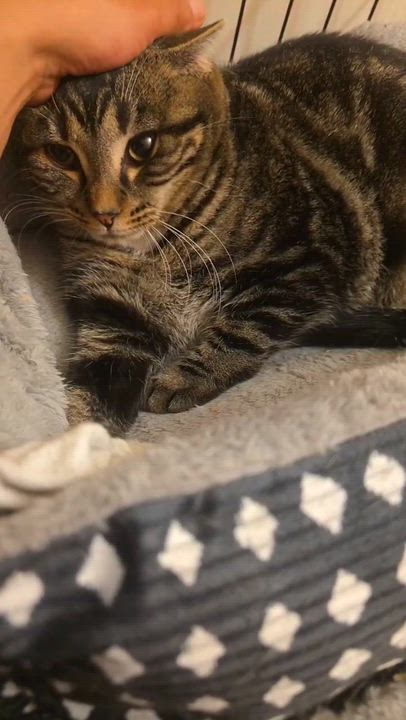 Enlarge Sky (bonded to Shadow), a ADOPTABLE Domestic Short Hair in Piscataway, NJ video 4/4