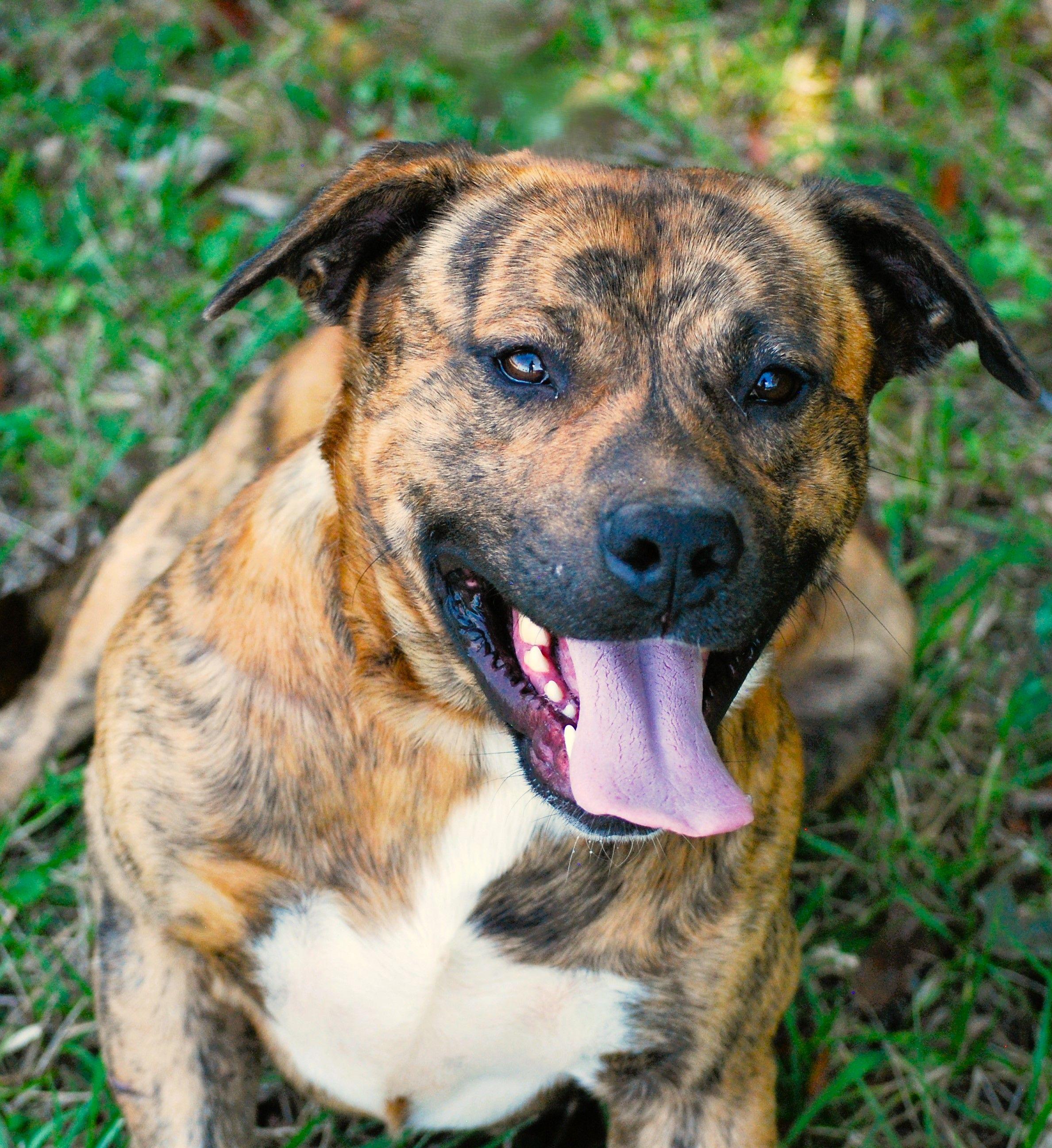 Bruno, a Adopted mixed breed in manchester, TN image 3/5