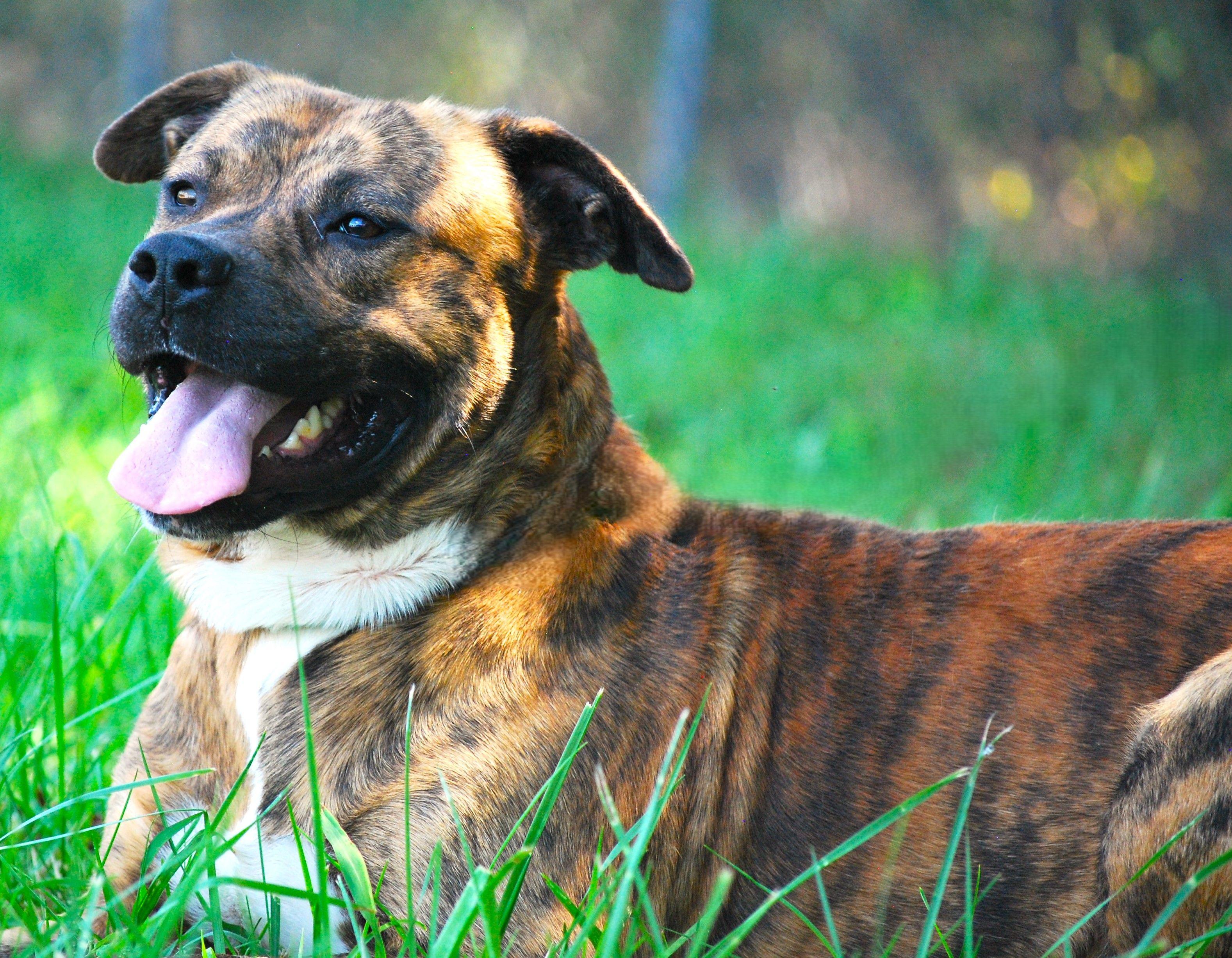 Bruno, a Adopted mixed breed in manchester, TN image 4/5