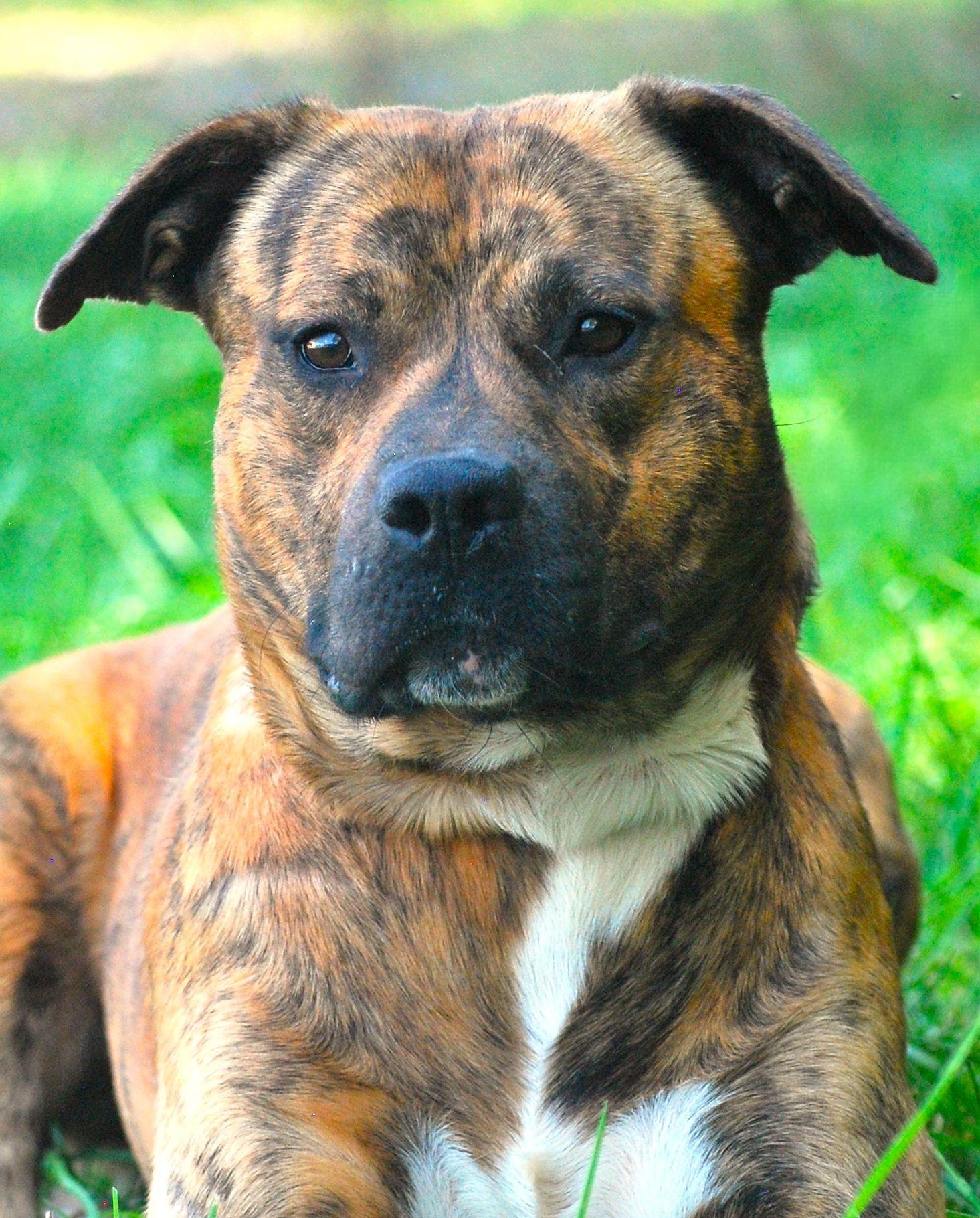 Bruno, Adopted, Adult Male American Bulldog.