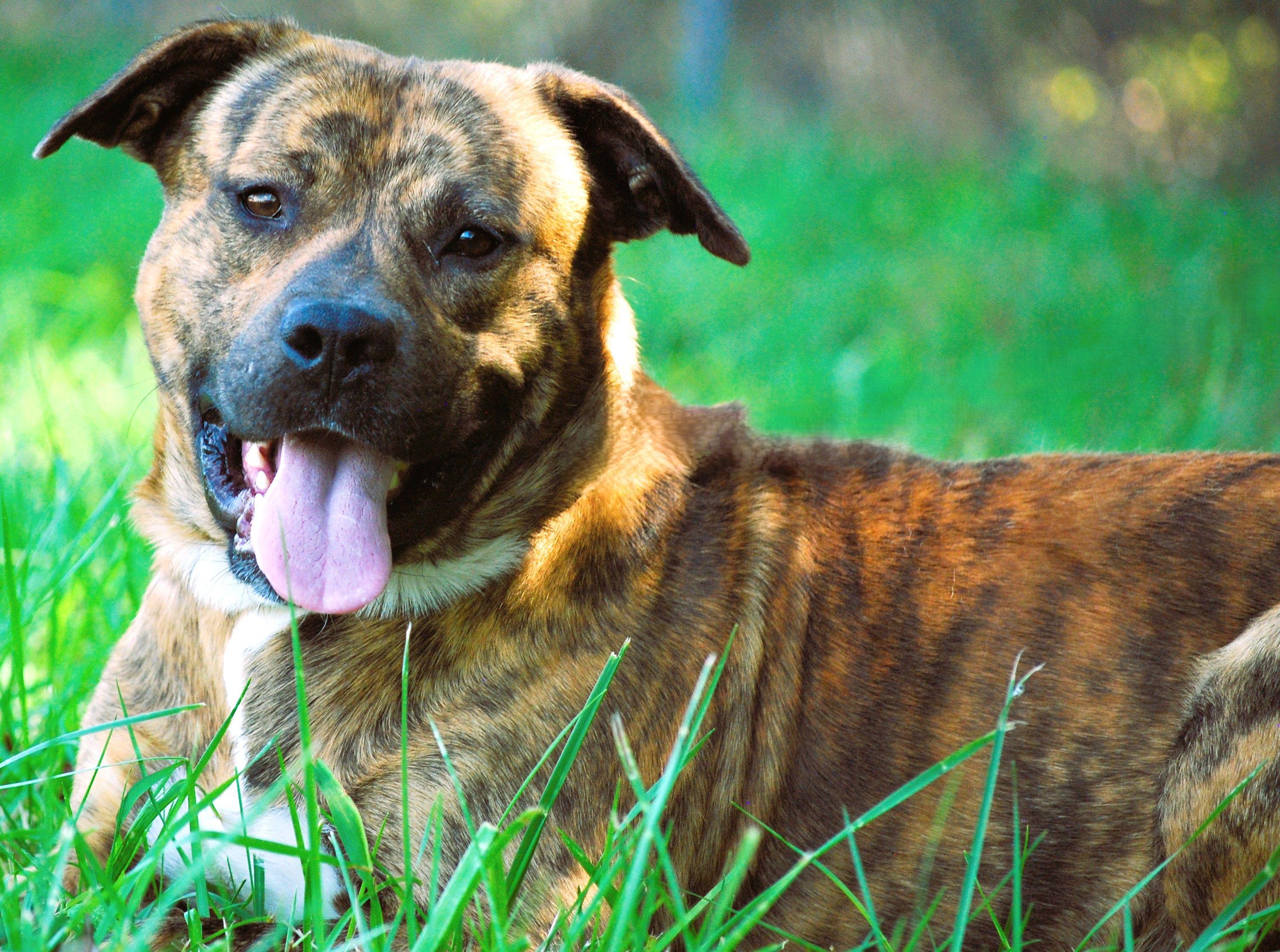 Bruno, a Adopted mixed breed in manchester, TN image 2/5