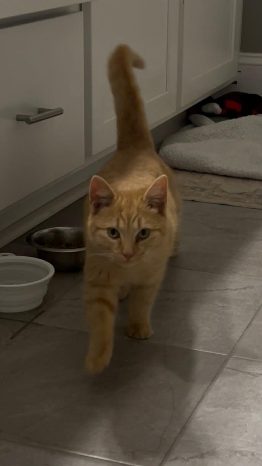 Enlarge Corey, a ADOPTABLE American Shorthair in Aberdeen, NC image 1/3