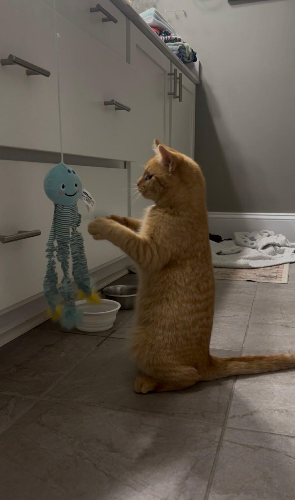 Enlarge Corey, a ADOPTABLE American Shorthair in Aberdeen, NC image 2/3