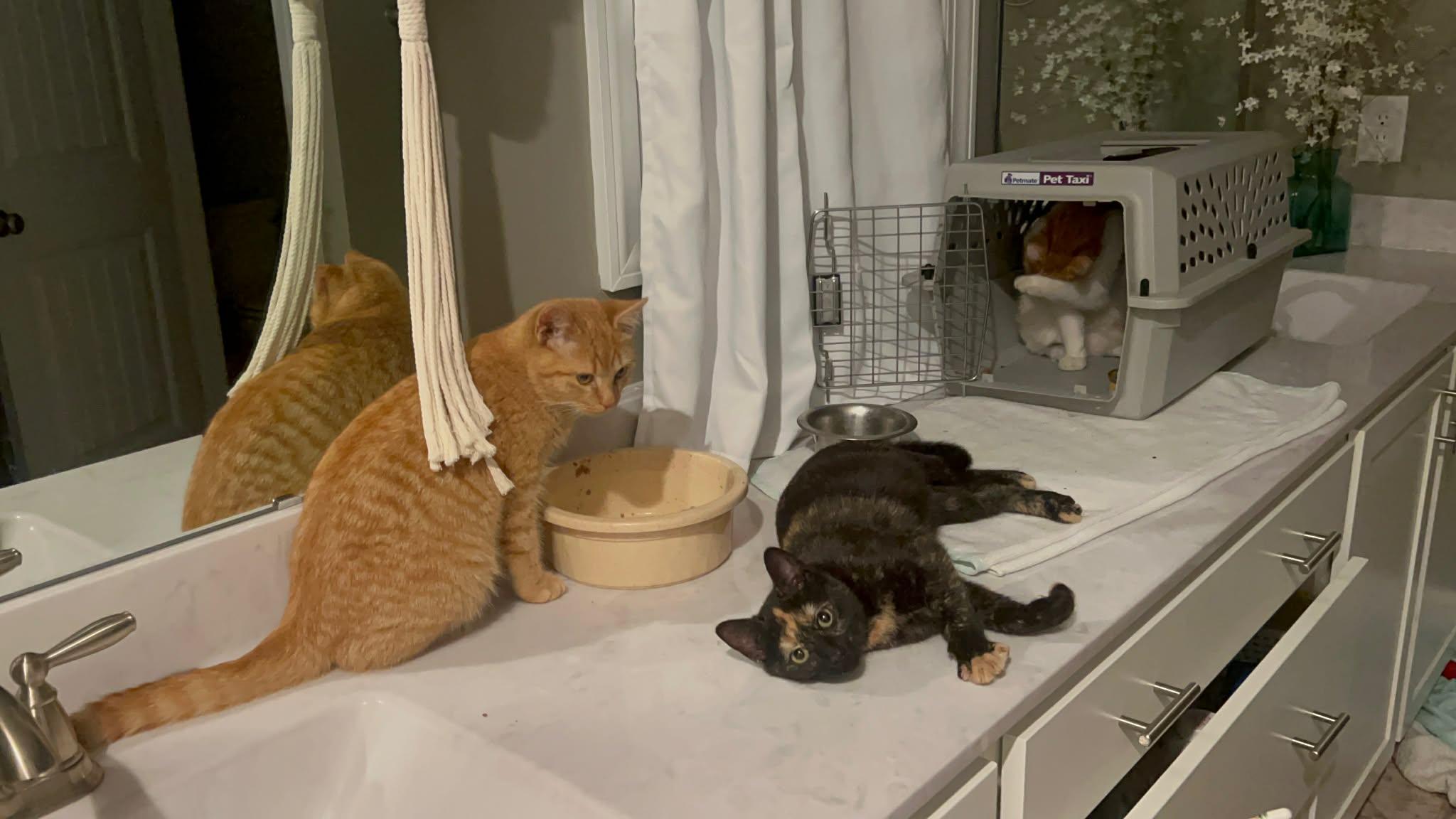 Enlarge Corey, a ADOPTABLE American Shorthair in Aberdeen, NC image 3/3