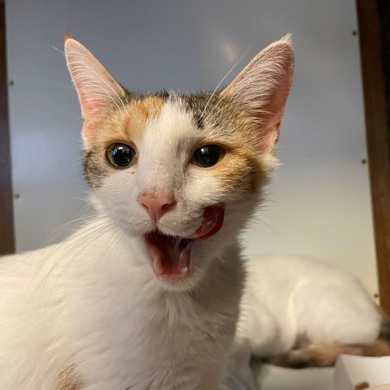 Liberty & Glory, a ADOPTABLE Domestic Short Hair in Braintree, MA image 2/6