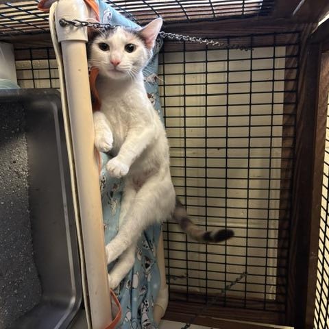 Liberty & Glory, a ADOPTABLE Domestic Short Hair in Braintree, MA image 6/6