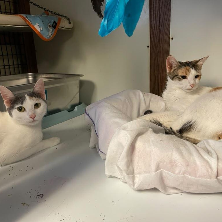 Liberty & Glory, a ADOPTABLE Domestic Short Hair in Braintree, MA image 1/6