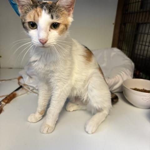 Liberty & Glory, a ADOPTABLE Domestic Short Hair in Braintree, MA image 5/6