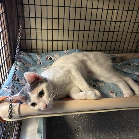 Liberty & Glory, a ADOPTABLE Domestic Short Hair in Braintree, MA image 4/6