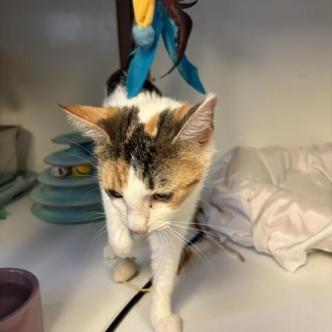 Liberty & Glory, a ADOPTABLE Domestic Short Hair in Braintree, MA image 3/6