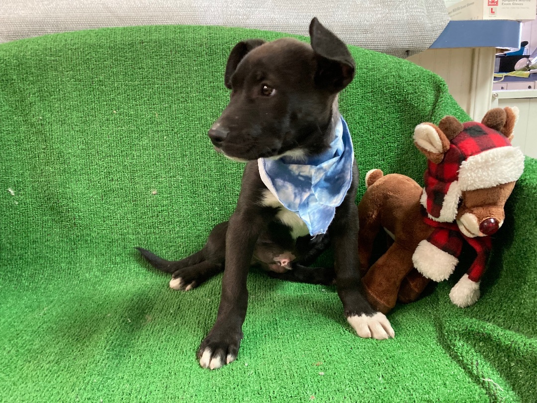 Liam, a Adoptable mixed breed in El Paso, TX image 5/6