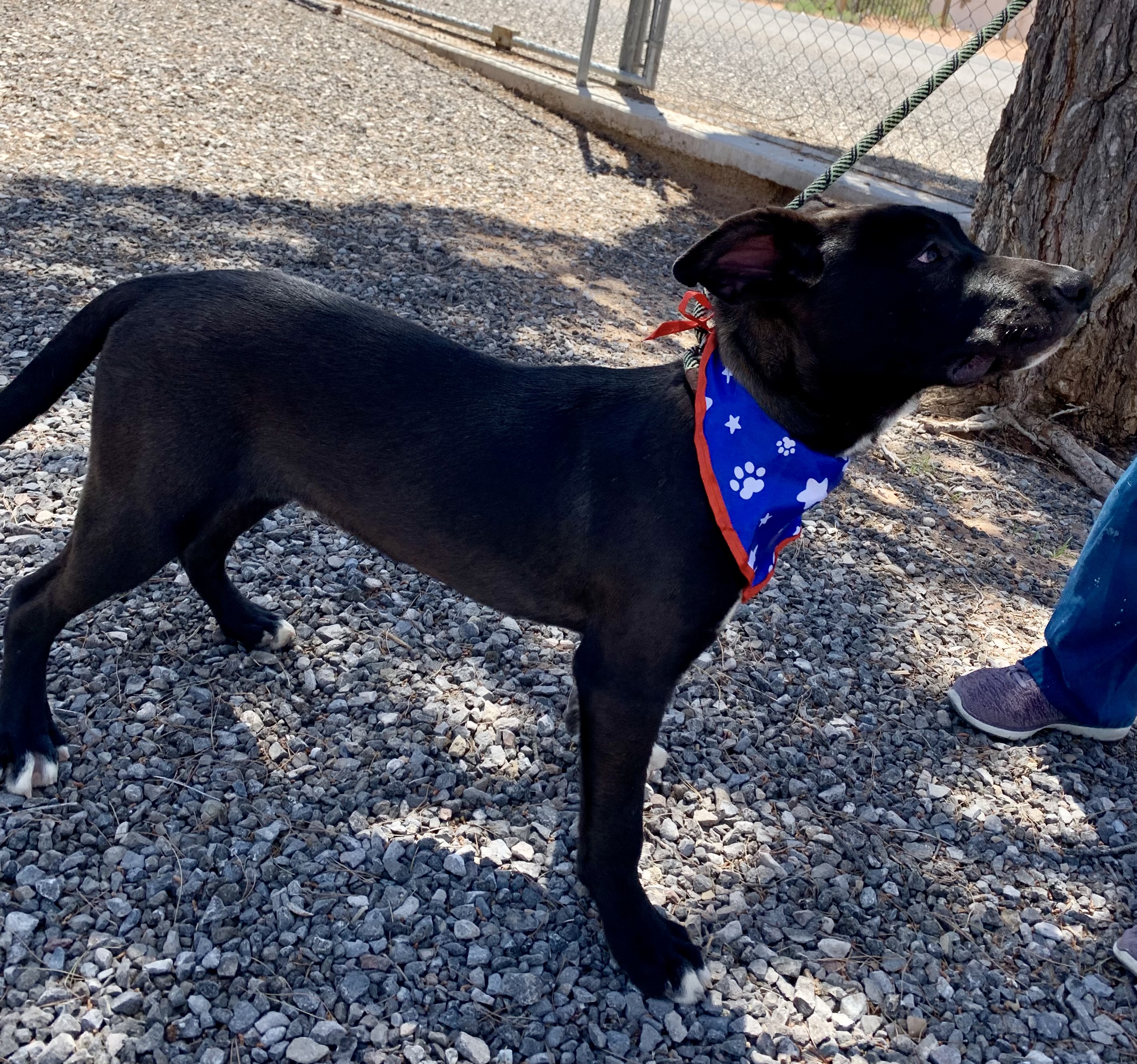 Liam, a Adoptable mixed breed in El Paso, TX image 3/6