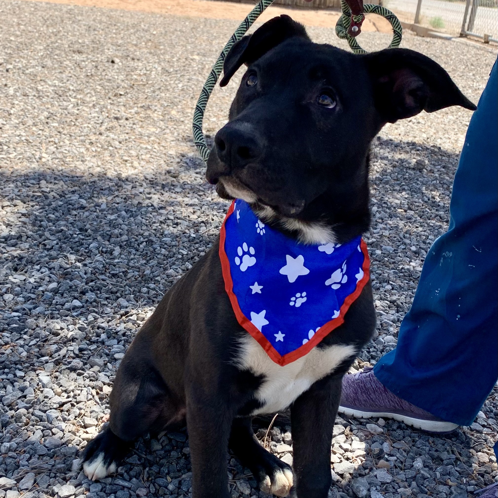 Liam, a Adoptable mixed breed in El Paso, TX image 2/6