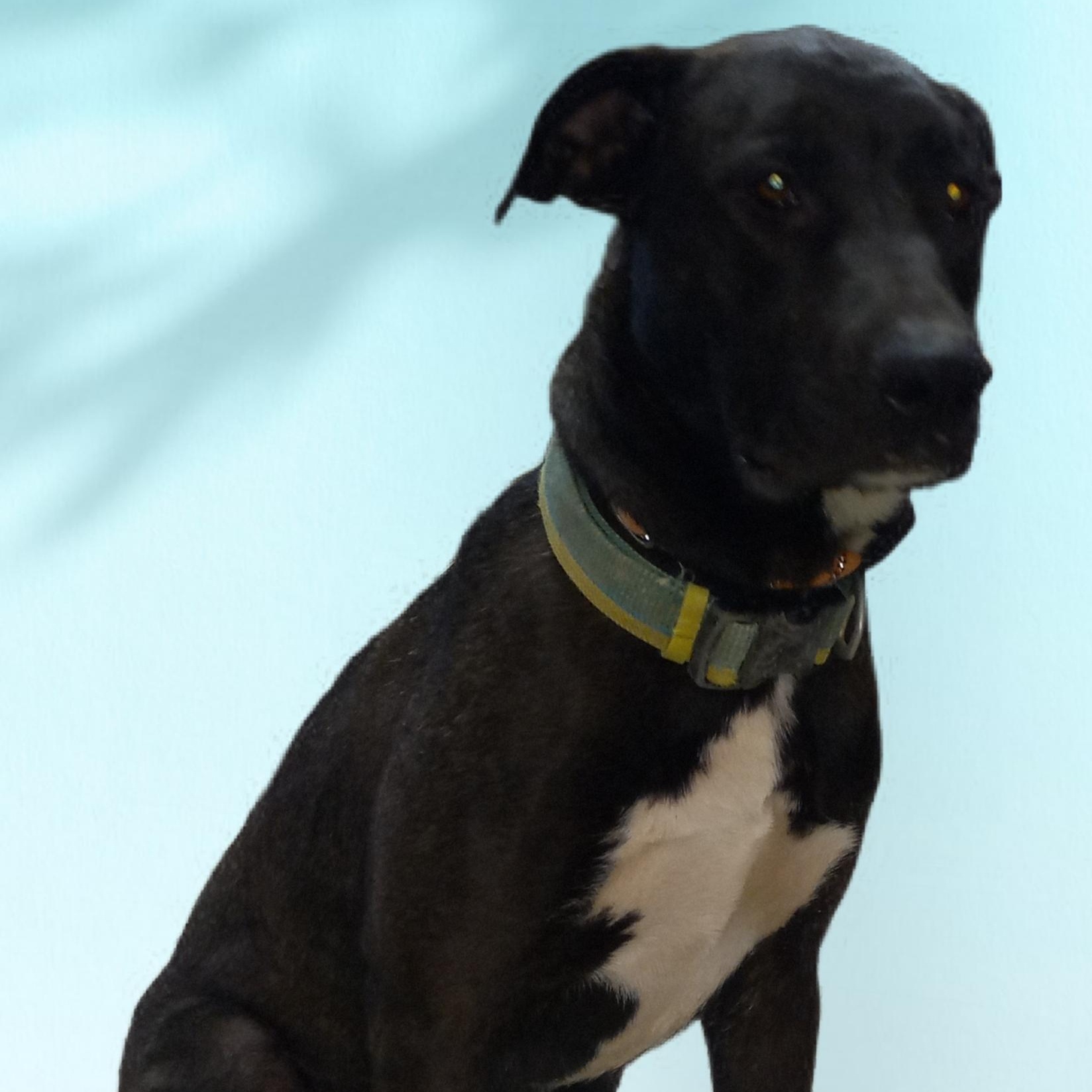 Liam, Adoptable, Adult Male Terrier.