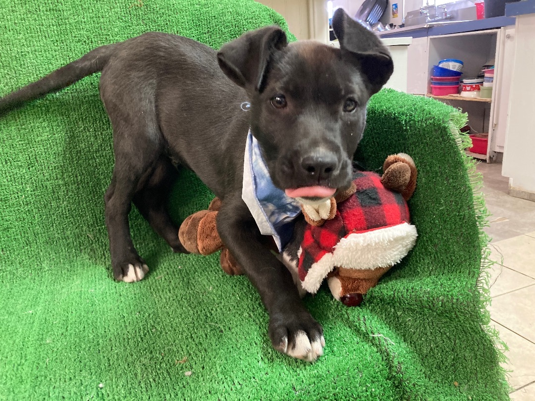 Liam, a Adoptable mixed breed in El Paso, TX image 6/6