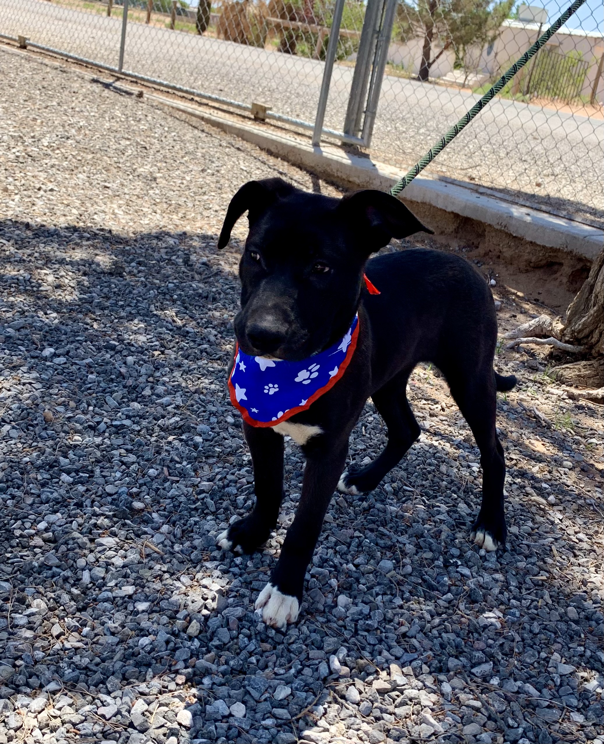 Liam, a Adoptable mixed breed in El Paso, TX image 4/6
