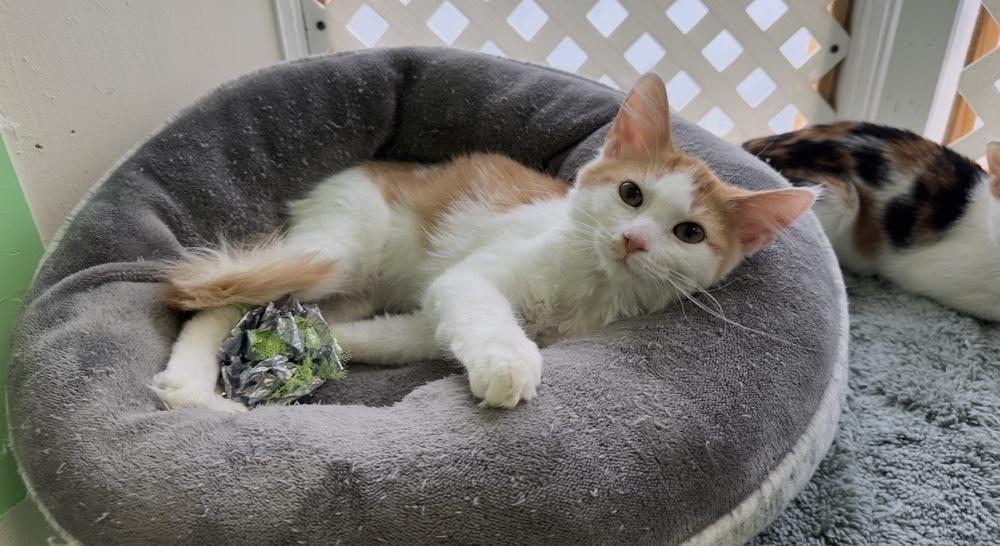 Enlarge Pinky, a Adoptable mixed breed in Woodbridge, VA image 1/2