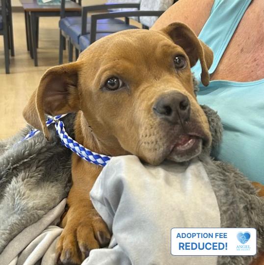 Enlarge Bruno, a Adoptable Pit Bull Terrier in Naperville, IL image 1/2