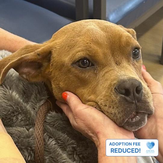 Enlarge Bruno, a Adoptable Pit Bull Terrier in Naperville, IL image 2/2