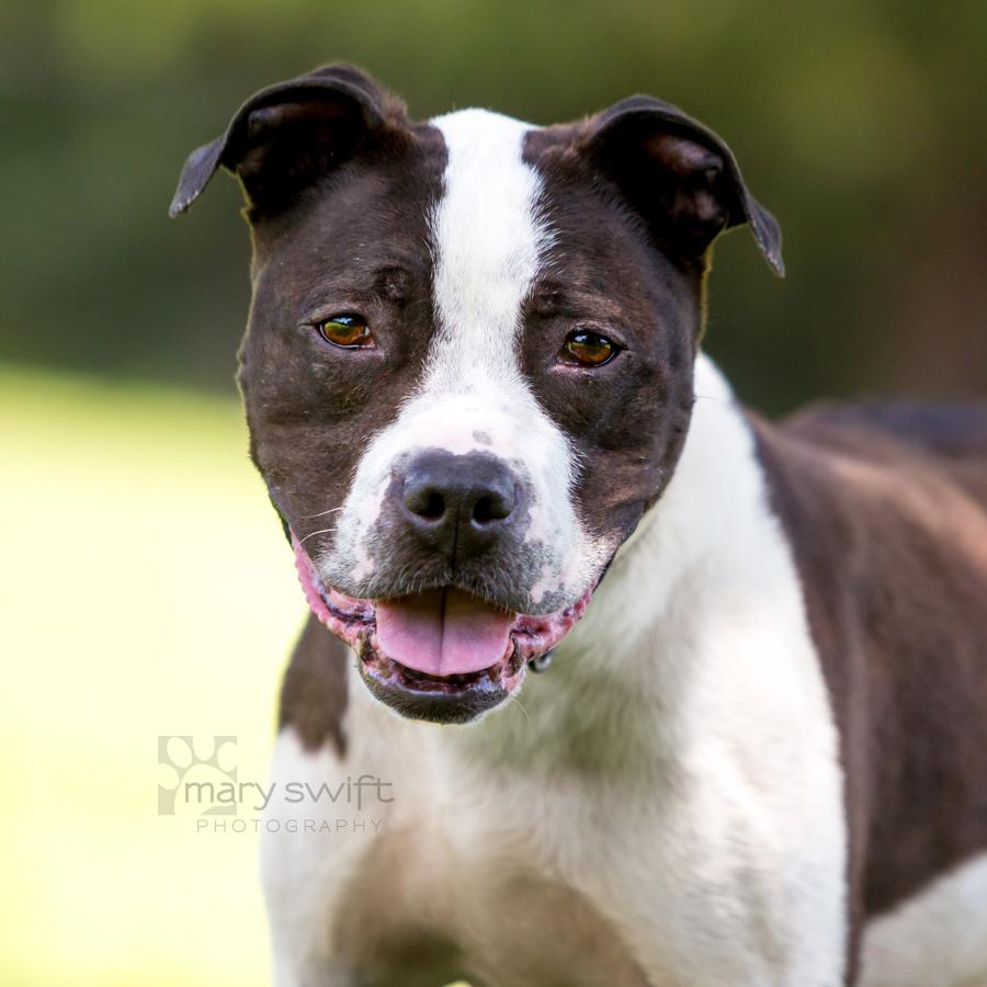 Chandler, adoptable, Senior Male American Bulldog.