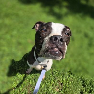 Enlarge Chandler, an adoptable American Bulldog in Reisterstown, MD image 5/5